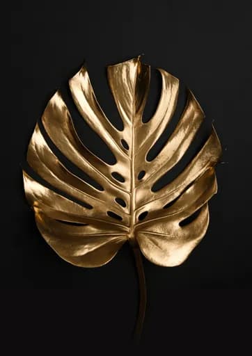 Monstera Yaprağı